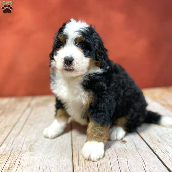 Russell, Mini Bernedoodle Puppy